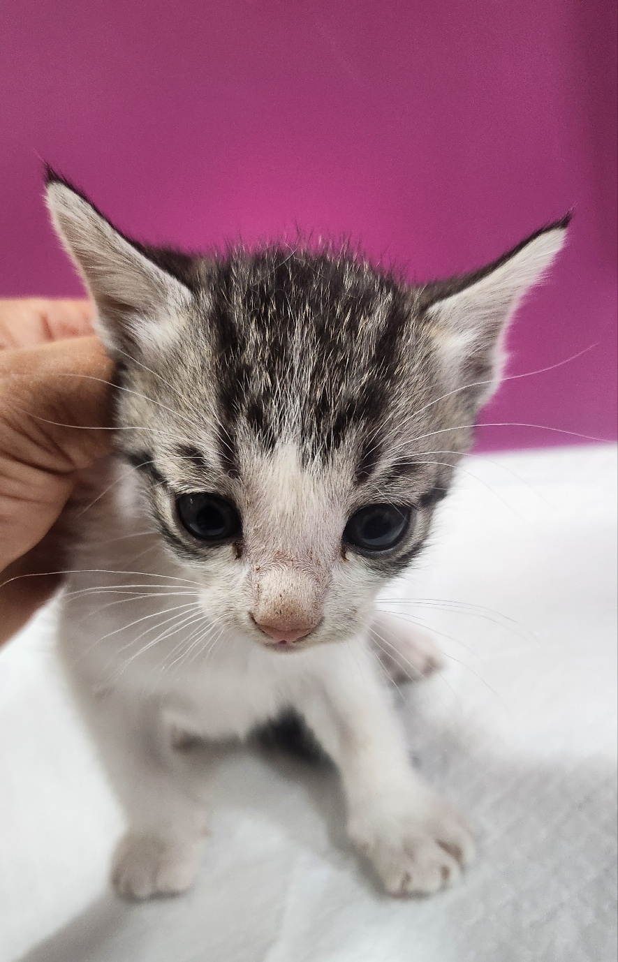 울산유기동물보호센터_431373202401552